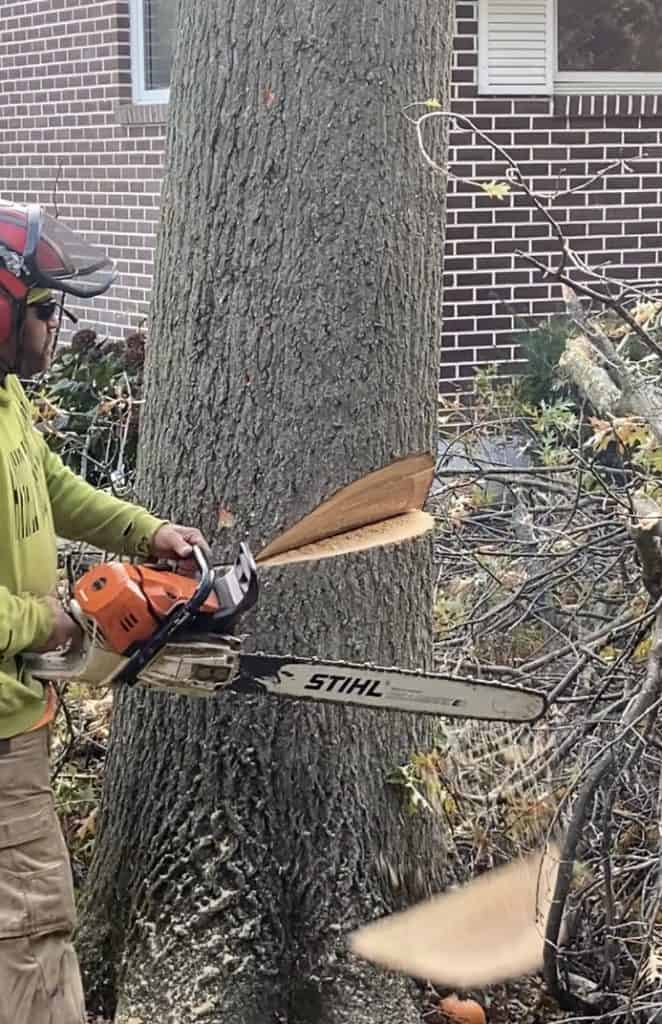 Tree Removal in Lehigh County, PA