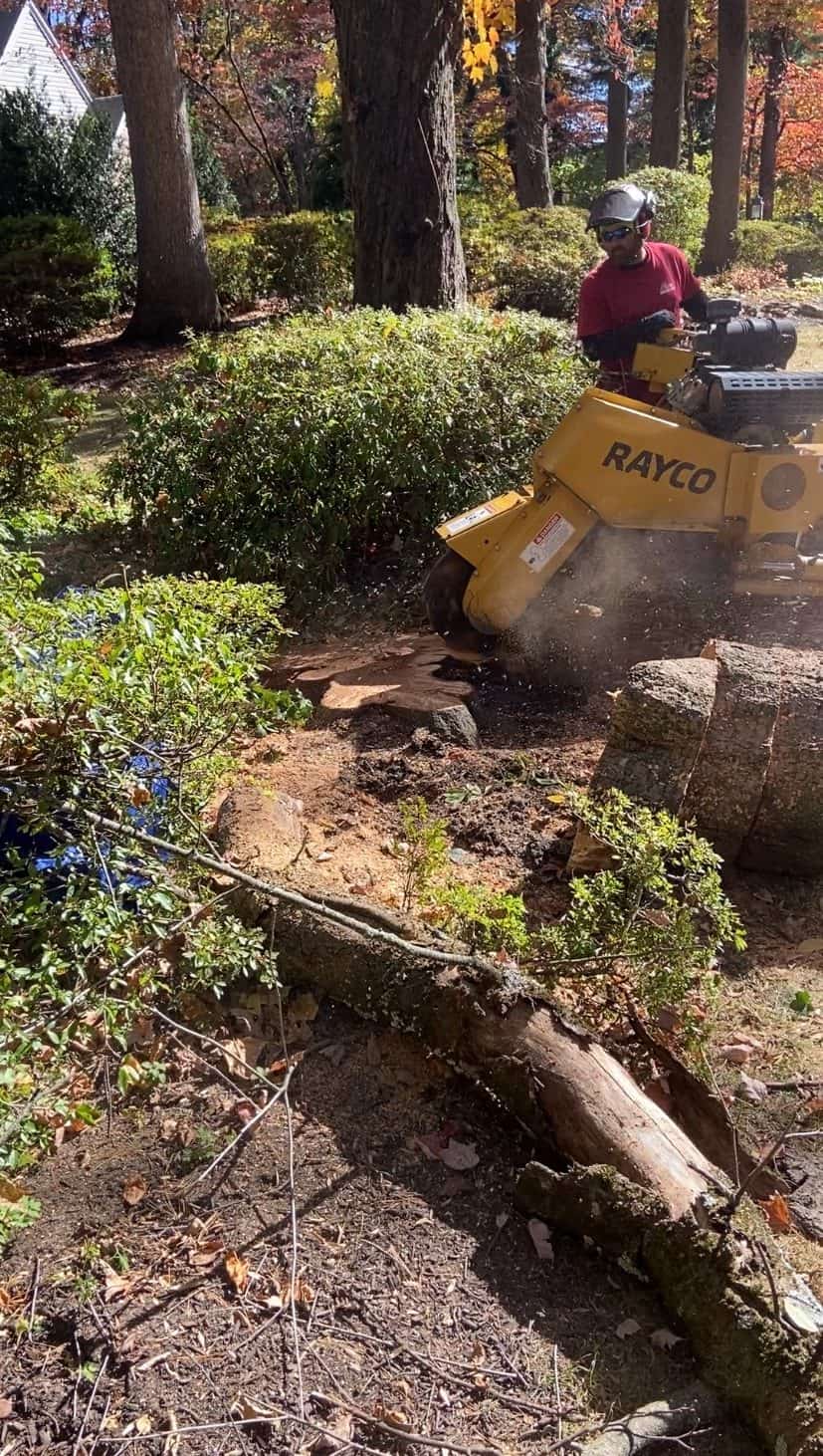 Stump Grinding services in Lehigh County