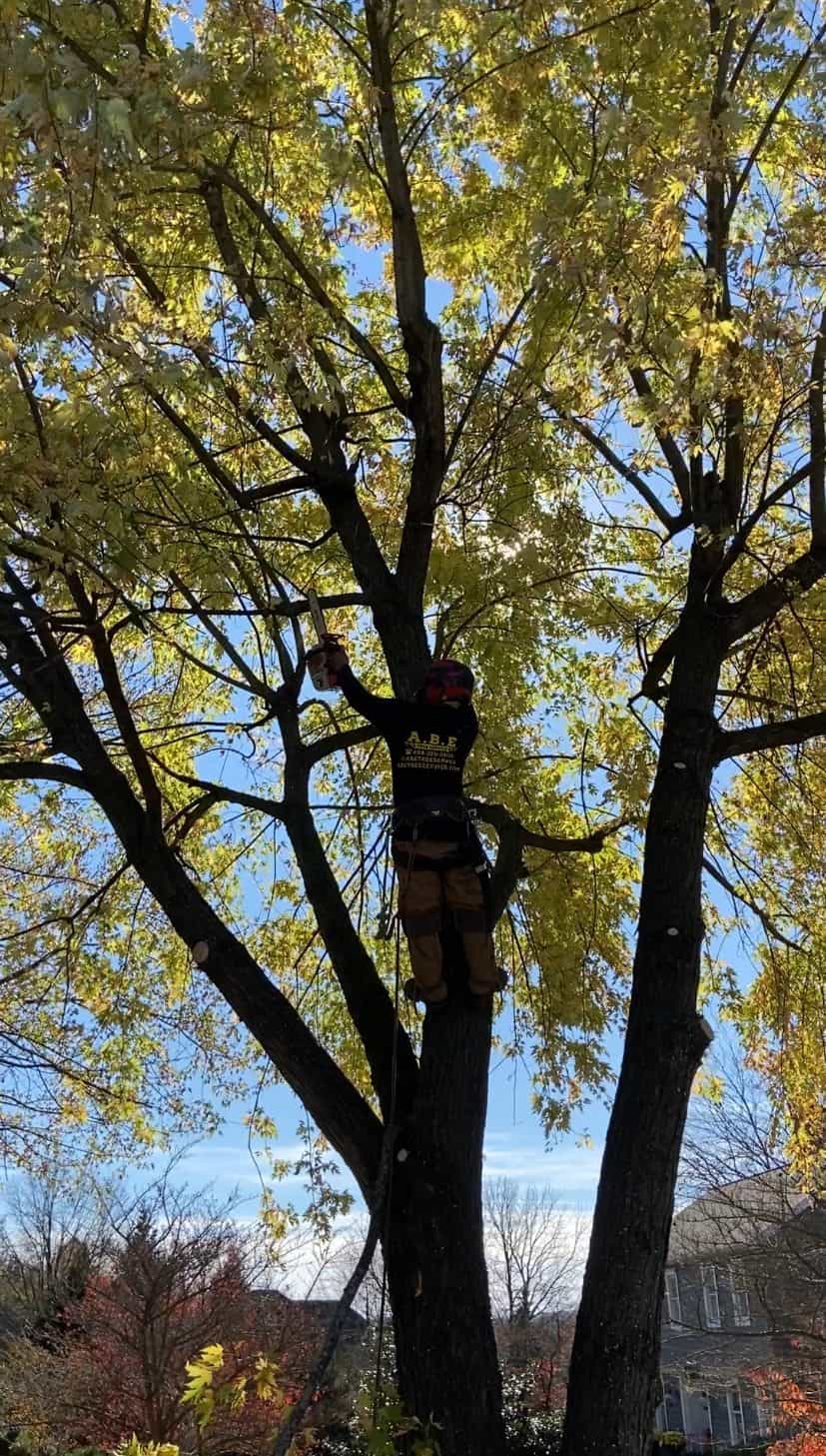 Tree Trimming for tree health in Lehigh County, PA