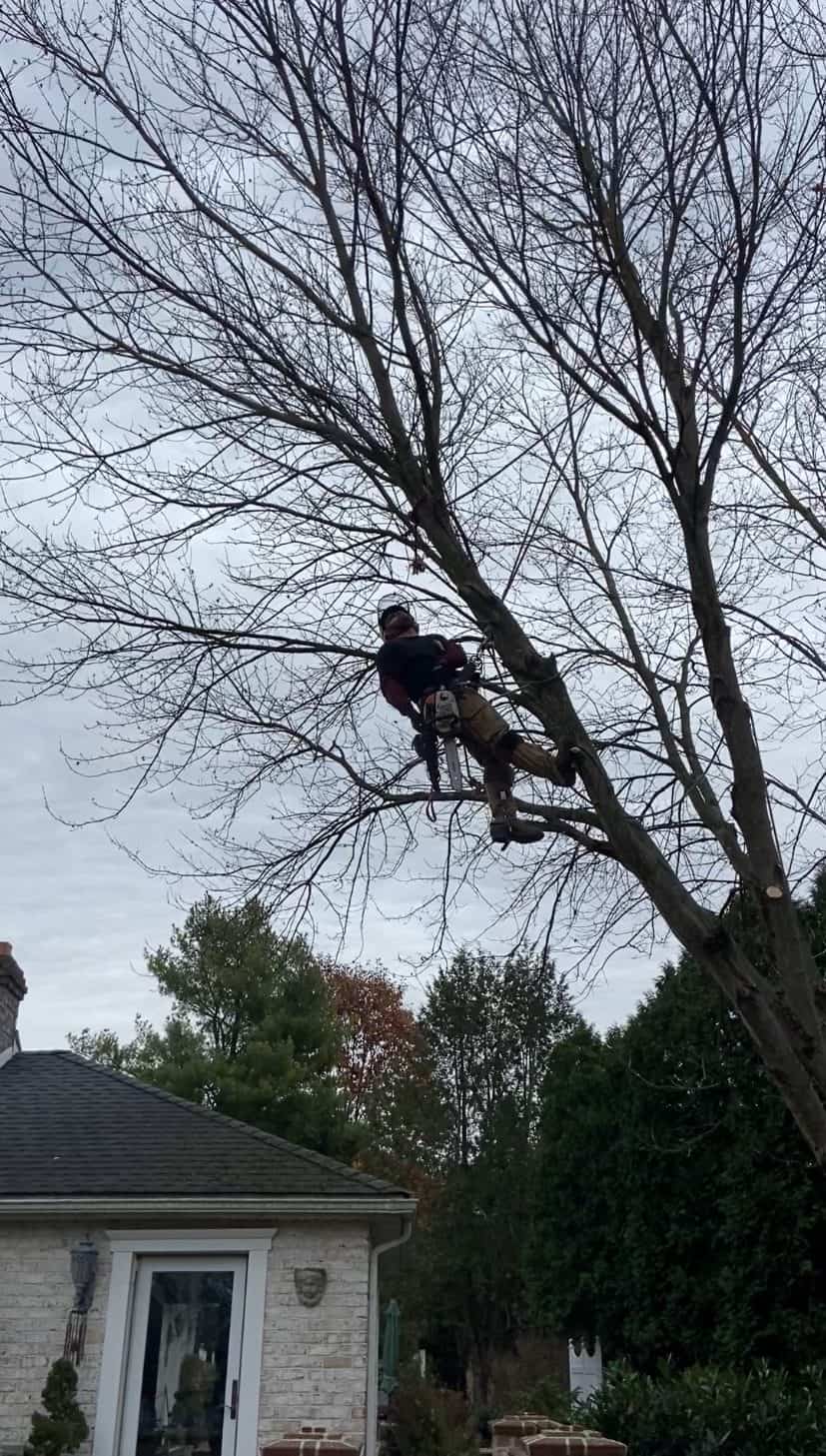 tree trimmers in Lehigh County, PA