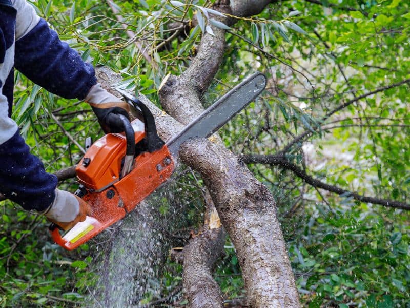 A person in a blue-striped shirt and gloves expertly uses an orange chainsaw for tree trimming in Lehigh County, slicing through a thick branch surrounded by dense green foliage. Sawdust flies as the powerful tool does its job efficiently.