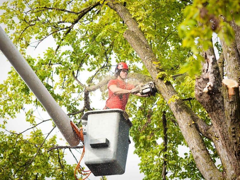 A person wearing protective gear operates a chainsaw from a raised bucket truck, expertly cutting branches from a tall tree. Green leaves are visible, and sawdust is flying around as part of the precise work by a Lehigh County tree company.