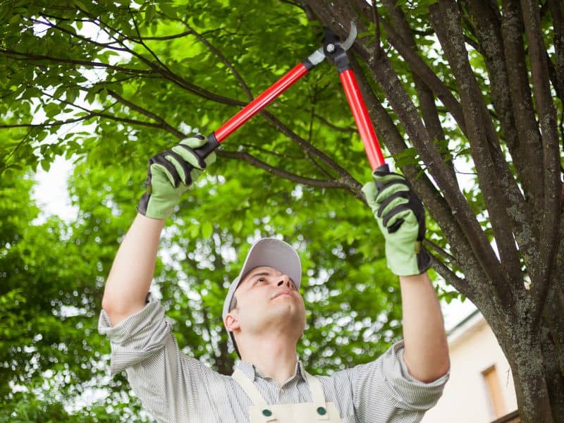A person wearing a cap, gloves, and an apron is skillfully pruning tree branches with red-handled loppers. They are outdoors in Lehigh County, surrounded by leafy green trees on a sunny day, expertly providing tree service to maintain the natural beauty of the area.