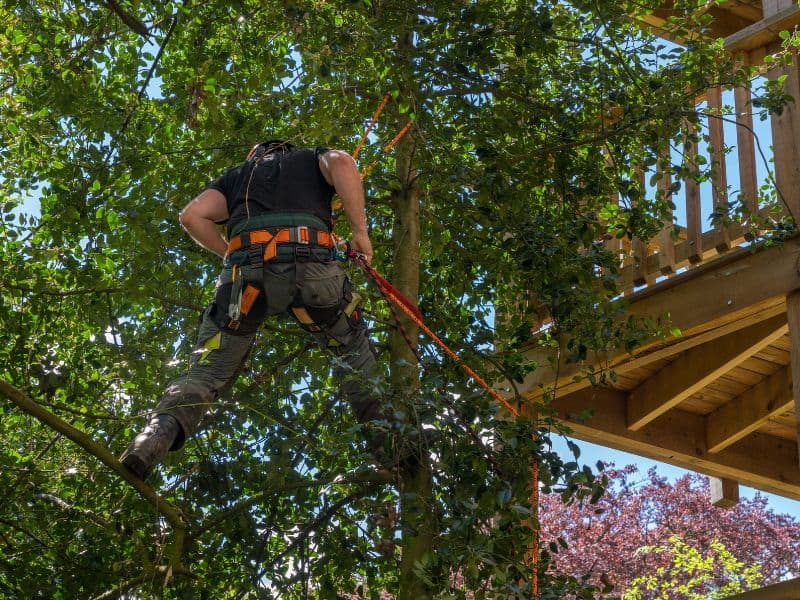 A person wearing climbing gear is suspended in a tree, using ropes. They are near a wooden treehouse, surrounded by green leaves and branches, with a blue sky in the background&mdash;a scene reminiscent of Lehigh County tree company's expert care.