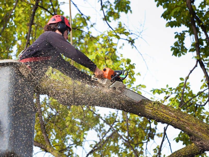 A tree worker wearing protective gear uses a chainsaw for tree trimming in Lehigh County, cutting a large branch. Wood chips fly as the branch is trimmed. Standing on an elevated platform, surrounded by leafy green foliage against a clear sky, he exemplifies expert tree service in Allentown.