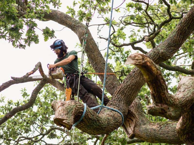 An arborist from a Lehigh County tree company, wearing safety gear, uses a chainsaw to cut a thick branch high up in a tree. The scene is surrounded by green leaves, and climbing ropes are visible, ensuring safety while working.