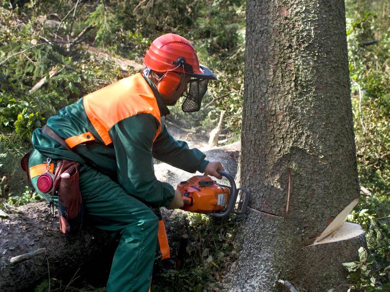 A person wearing protective gear and a helmet, from a Lehigh County tree company, uses a chainsaw to cut down a tree in the lush forested area. The surroundings are filled with greenery and fallen branches, showcasing expertise in tree removal Lehigh County trusts.