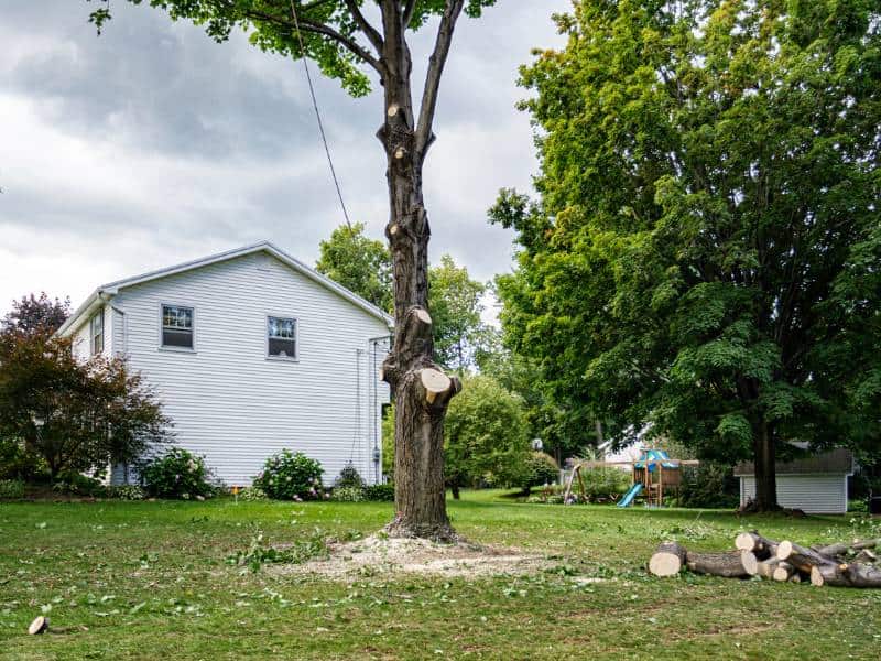 A partially cut tree stands in a green yard with branches and logs scattered on the ground, evidence of expert tree removal Lehigh County. A white house is visible in the background, framed by other trees. The sky is overcast.