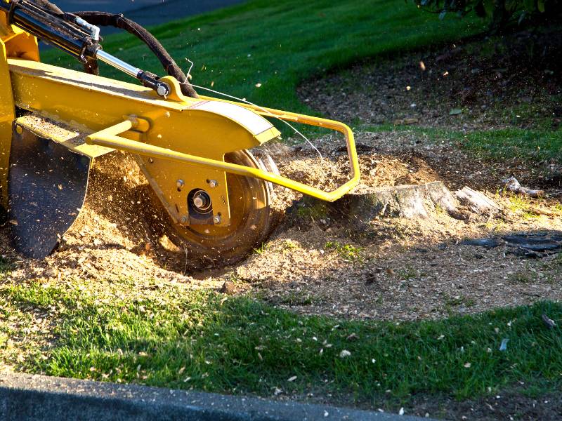 A yellow stump grinder in action, part of a tree service Lehigh County, efficiently converts a tree stump into wood chips. The machine stands on green grass, surrounded by wooden debris. Sunlight casts shadows, highlighting the dynamic movement and precision involved in the process.