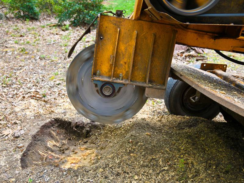 A close-up of a stump grinder machine in action, efficiently performing stump grinding Lehigh County style. The large, circular blade spins furiously, scattering wood chips and sawdust on the ground. Nearby foliage adds a touch of greenery to this scene of expert tree service Allentown excellence.