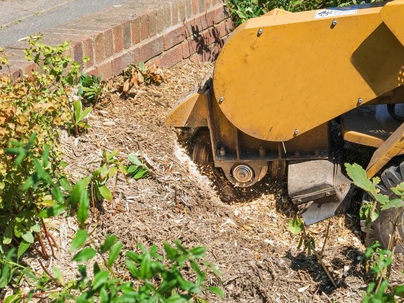 A close-up of a yellow stump grinder in action, chipping away at a tree stump surrounded by wood chips and small plants. The powerful machine from a Lehigh County tree company is near a brick wall, with fresh mulch visible in the foreground.