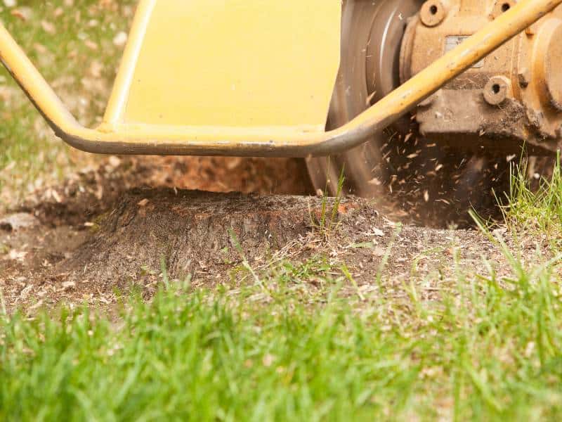 A yellow stump grinder from a Lehigh County tree company is actively grinding down a tree stump in a grassy area, with visible wood chips and debris flying around.