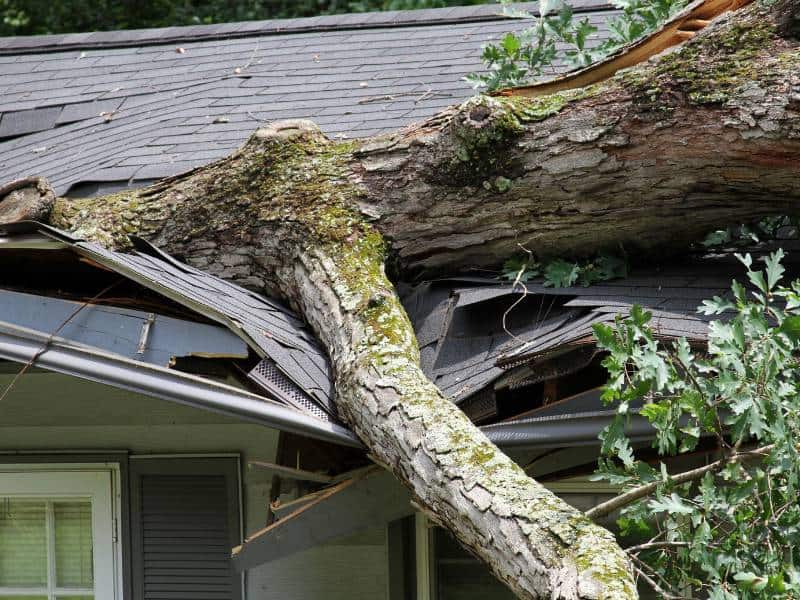 A large tree has fallen onto the roof of a house, causing significant damage. The roof is visibly crushed, and branches are scattered around. The tree is covered in moss, and the dislodged shingles highlight the need for expert tree removal Lehigh County can offer.