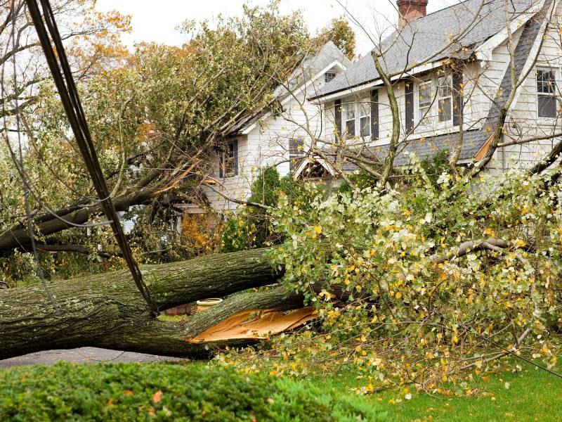 A large tree has fallen onto a house in Lehigh County, causing damage to the roof and upper floor. Broken branches and leaves are scattered across the area, with a power line hanging nearby. A local Lehigh County tree company is on-site to manage the cleanup, as the house is partially obscured by foliage.