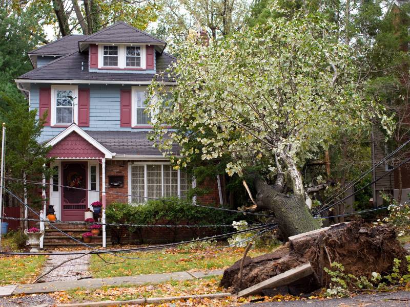 A fallen tree, slated for tree removal in Lehigh County, lies across a sidewalk and street. Uprooted from the ground, it partially obscures a two-story house with a red and blue exterior. Power lines sag under its weight, while autumn leaves are scattered around.