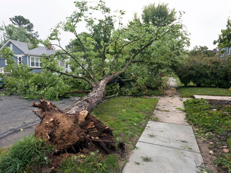 A large tree, perhaps due for tree removal by a reputable Lehigh County tree company, is uprooted and fallen across a residential street, blocking the sidewalk. Nearby houses are visible amid storm damage. The sky appears overcast, with debris scattered on the road and grass.