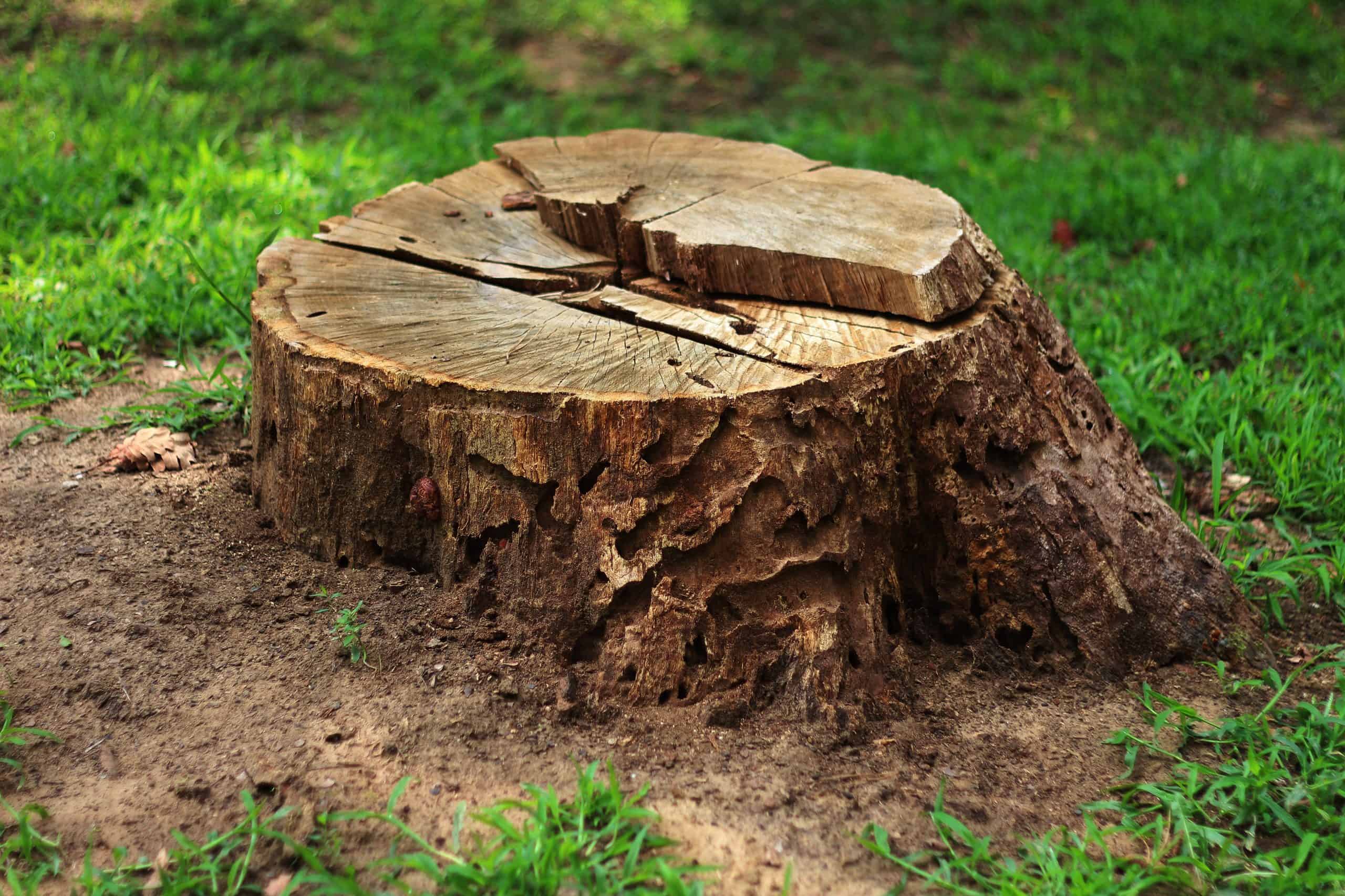A weathered tree stump with visible cracks and rough, textured bark sits on a patch of grass. Bright green grass surrounds the stump, contrasting its earthy tones. Sunlight highlights the uneven surface, while small plants grow nearby—an ideal project for tree removal in Lehigh County.