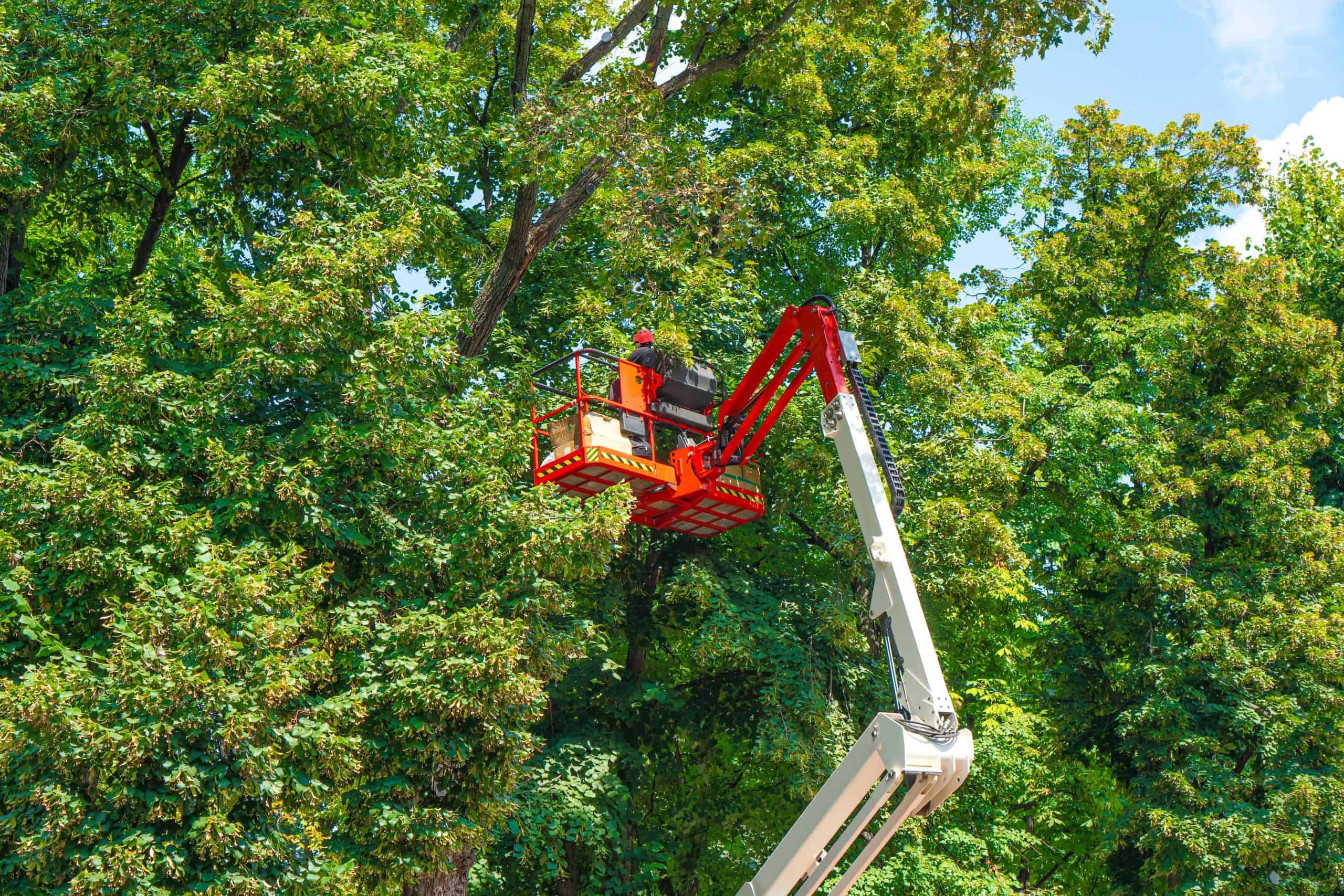 A worker in a red cherry picker from a Lehigh County tree company trims a tree against a backdrop of lush green foliage. The crane extends upward, highlighting the contrast between the bright machinery and vibrant leaves on a sunny day.
