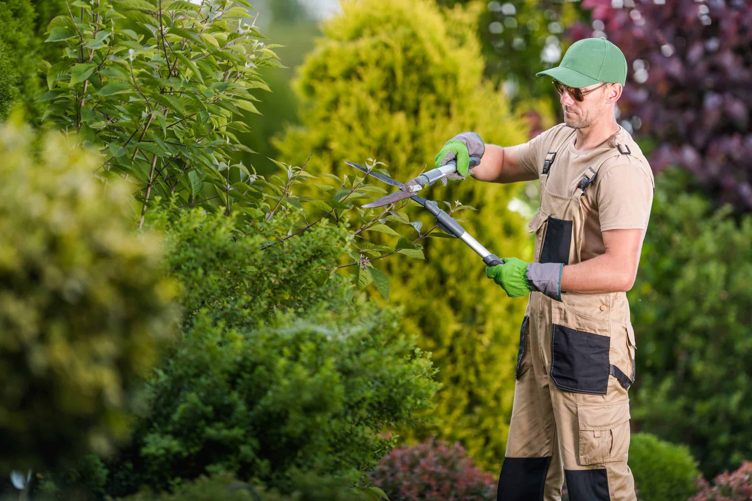 In a lush garden, a man in a green cap and beige overalls trims green bushes with large shears. Wearing gloves and sunglasses, he is surrounded by various trees and shrubs, showcasing the expertise of a Lehigh County tree company.