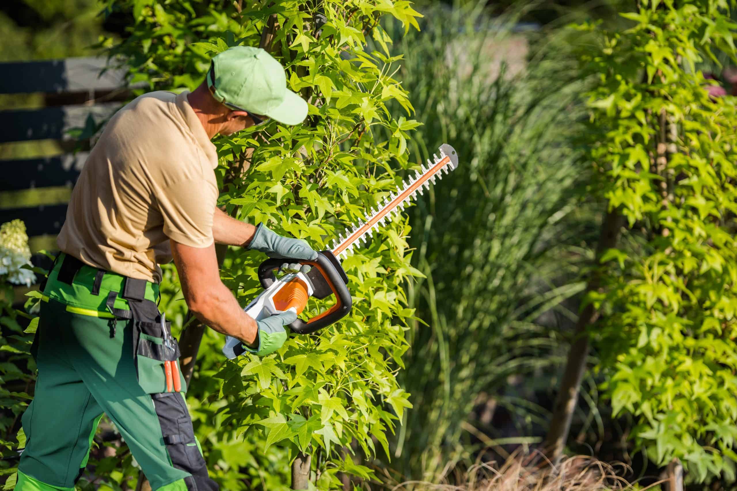 A gardener in a green cap and gloves uses an electric hedge trimmer to expertly shape tall green shrubs in a garden. Clad in a beige shirt, dark pants, and a utility belt, he's surrounded by lush greenery&mdash;just another day for this Lehigh County tree company professional.