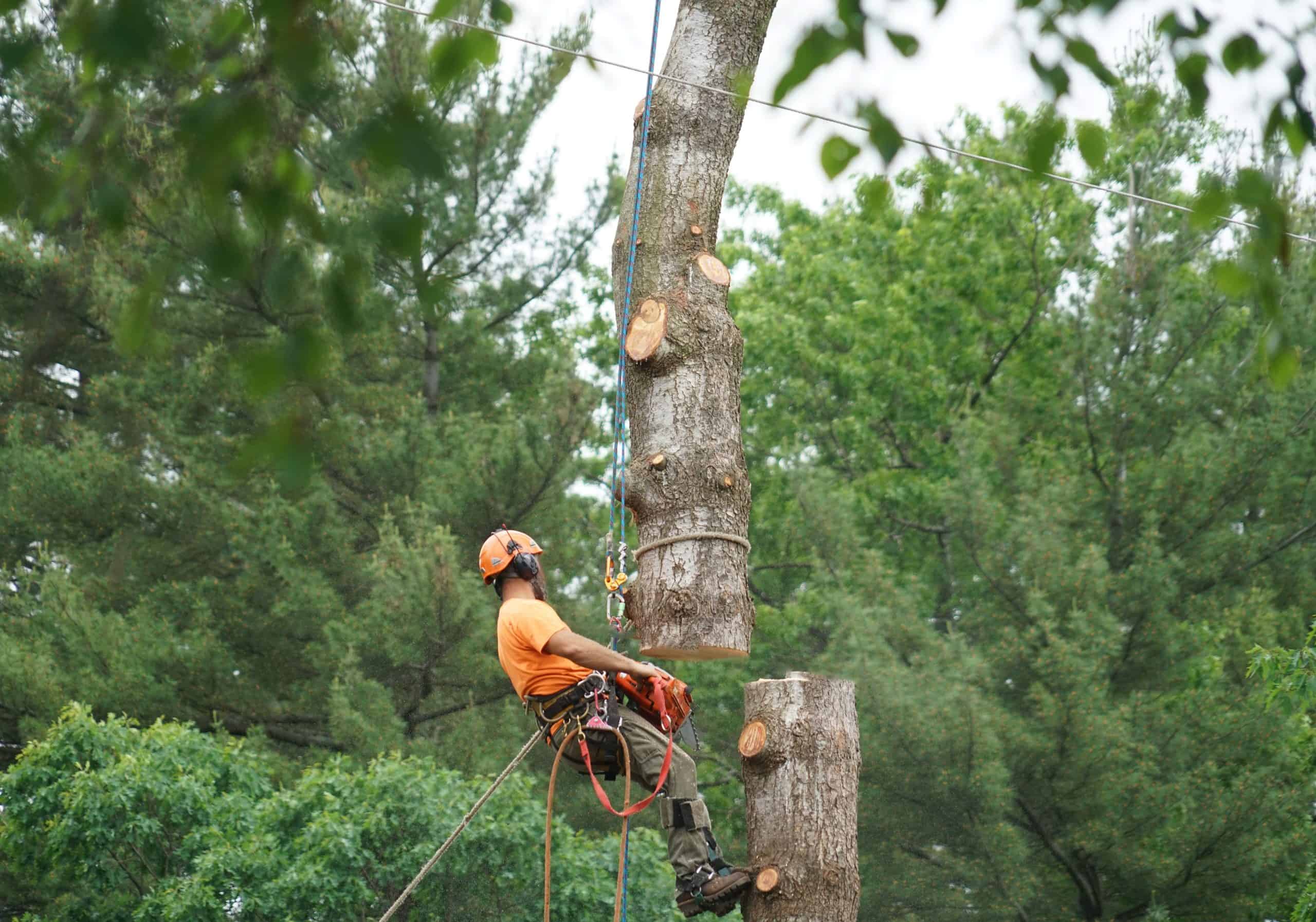 A tree surgeon in an orange shirt and helmet is suspended by ropes, carefully navigating the large trunk. Surrounded by green trees and lush foliage, he meticulously manages the segments as part of a comprehensive tree service Allentown residents trust.