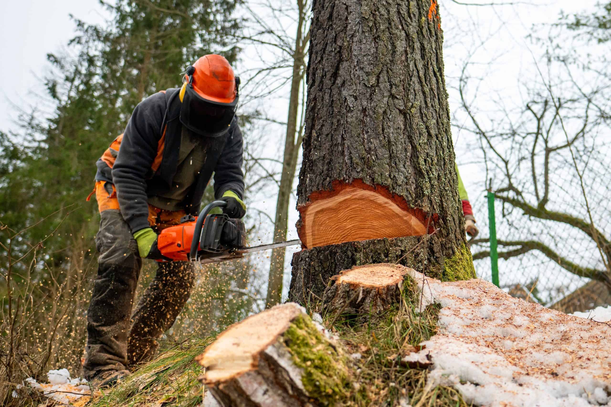 A person in safety gear uses a chainsaw for tree removal in Lehigh County, expertly cutting a large tree as wood chips fly. Snow and chopped wood dot the ground. Wearing an orange helmet and face shield, they're surrounded by trees and a fence, showcasing professional tree service near Allentown.