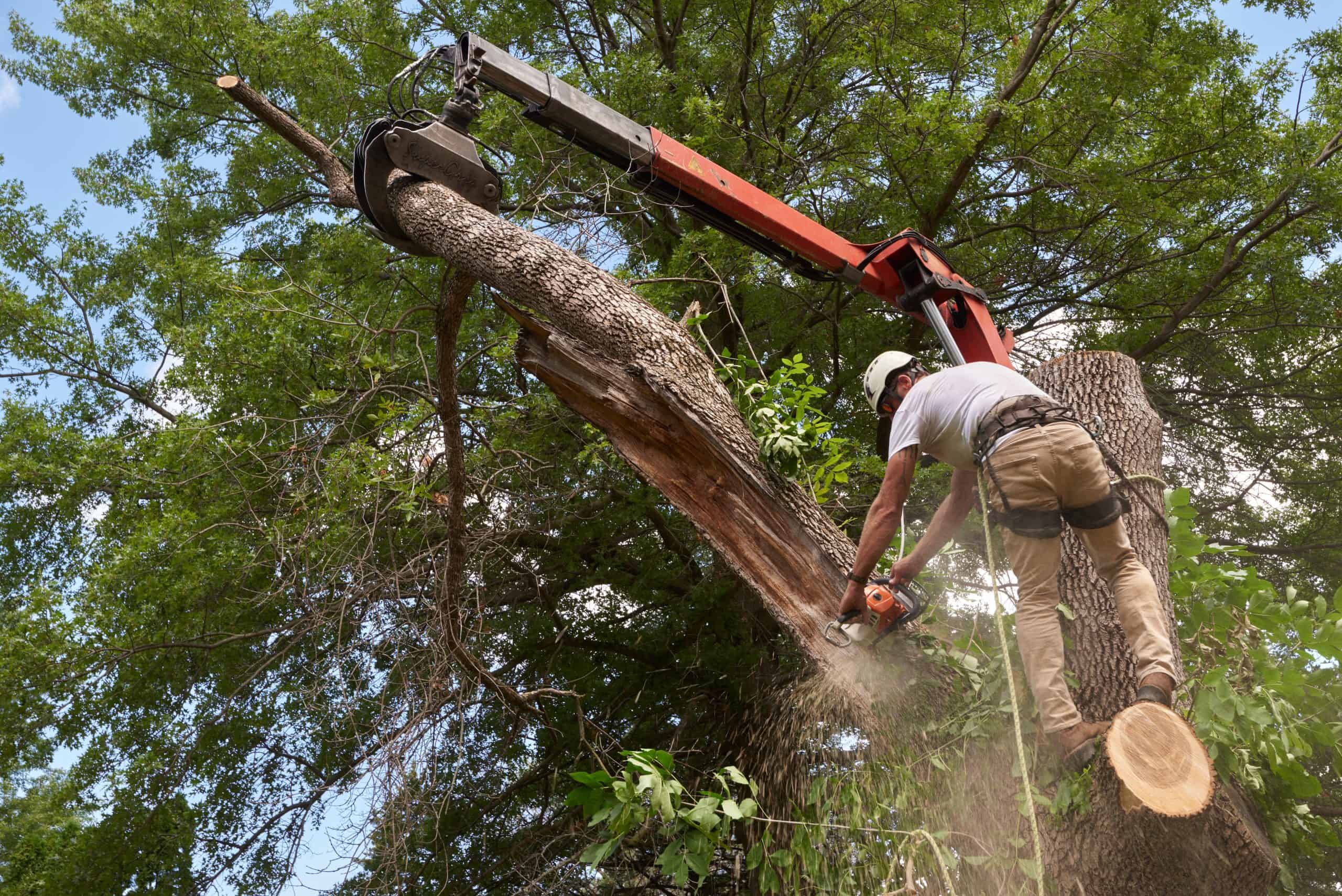 A worker in safety gear from a Lehigh County tree company operates a chainsaw, cutting a large branch. Elevated by a crane in a harness, they navigate the falling branch amid flying sawdust. Surrounded by lush green leaves, the sky is partly cloudy.