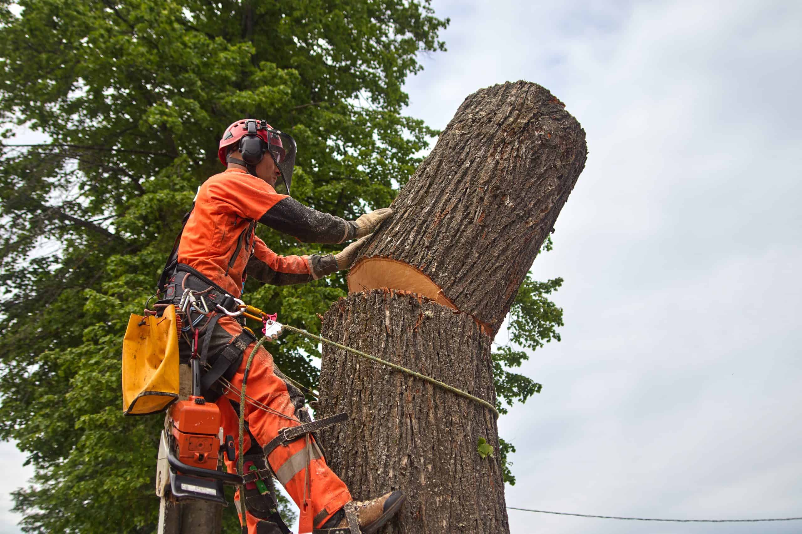 Amid cloudy skies, an arborist in orange protective gear expertly wields a chainsaw to cut a large tree trunk section, secured by harnesses and ropes. This precise tree service in Lehigh County ensures safety, with a leafy tree quietly standing guard in the background.
