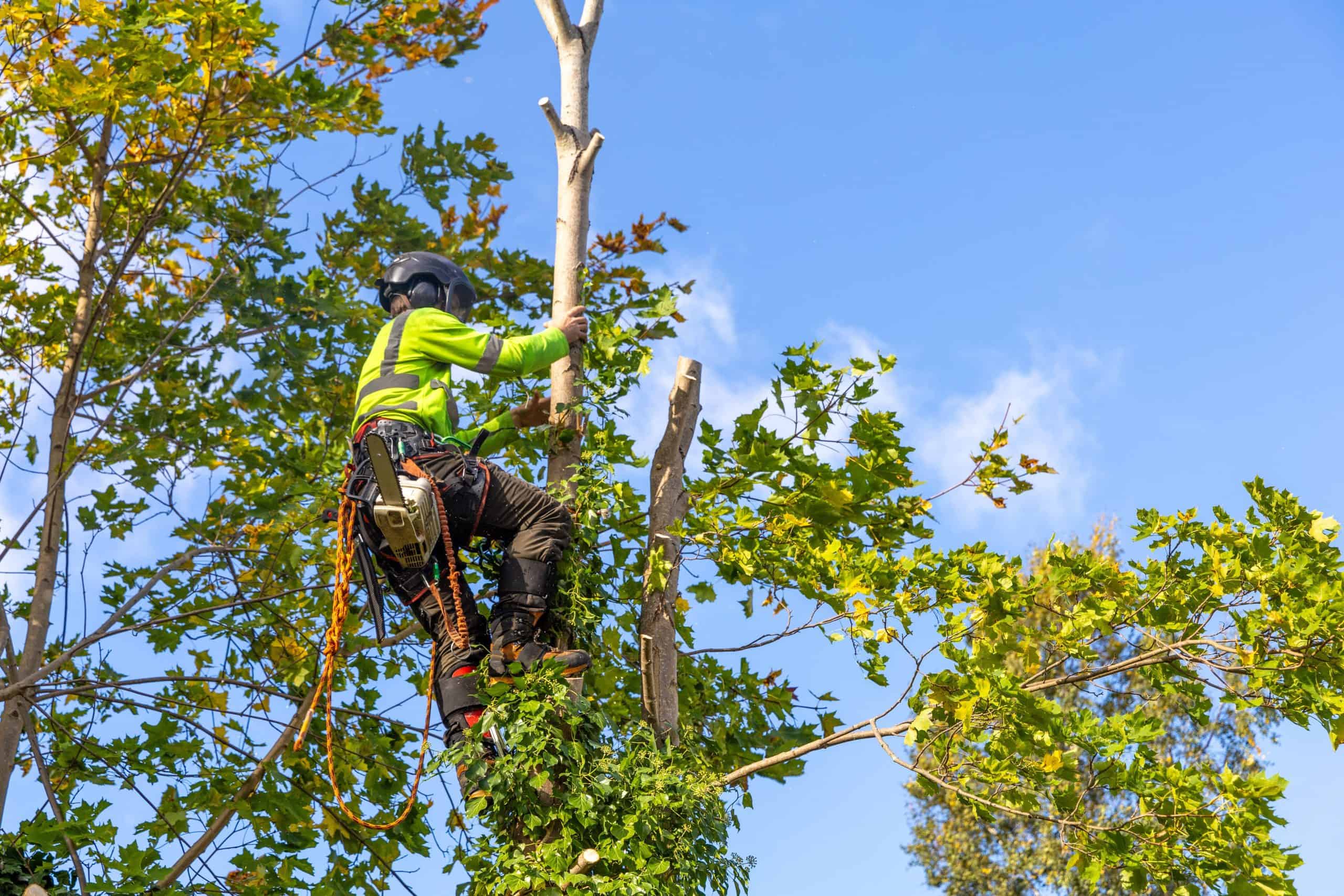 A person wearing safety gear climbs a tree to trim branches, representing the skilled expertise of a Lehigh County tree company. They are surrounded by green foliage and a clear blue sky, showcasing the serene environment they help maintain.