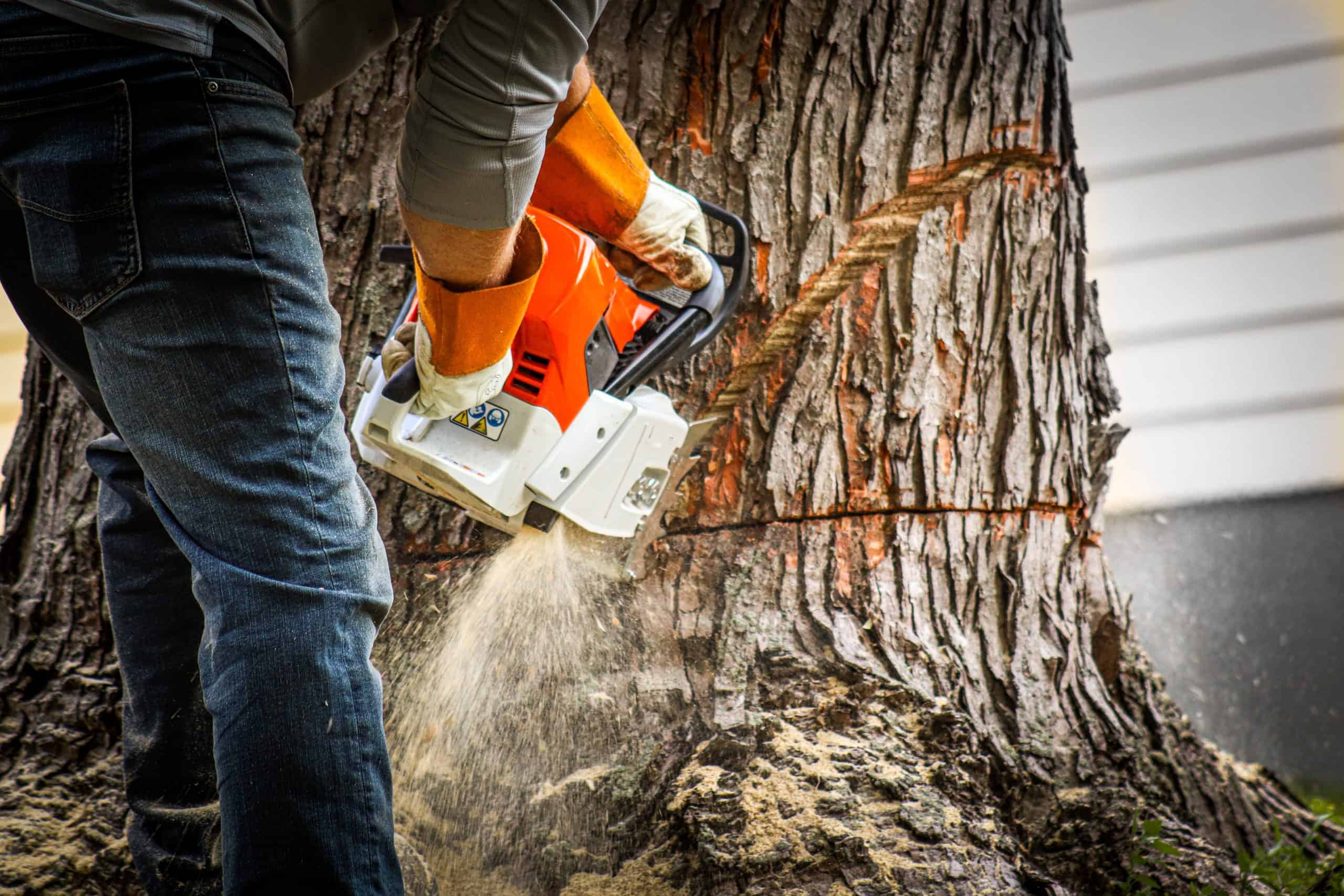 A person wearing protective gloves and long sleeves expertly uses an orange and white chainsaw to cut a large tree trunk, showcasing a professional tree service in Lehigh County. Sawdust flies as the saw bites into the wood, with part of a building visible in the background.