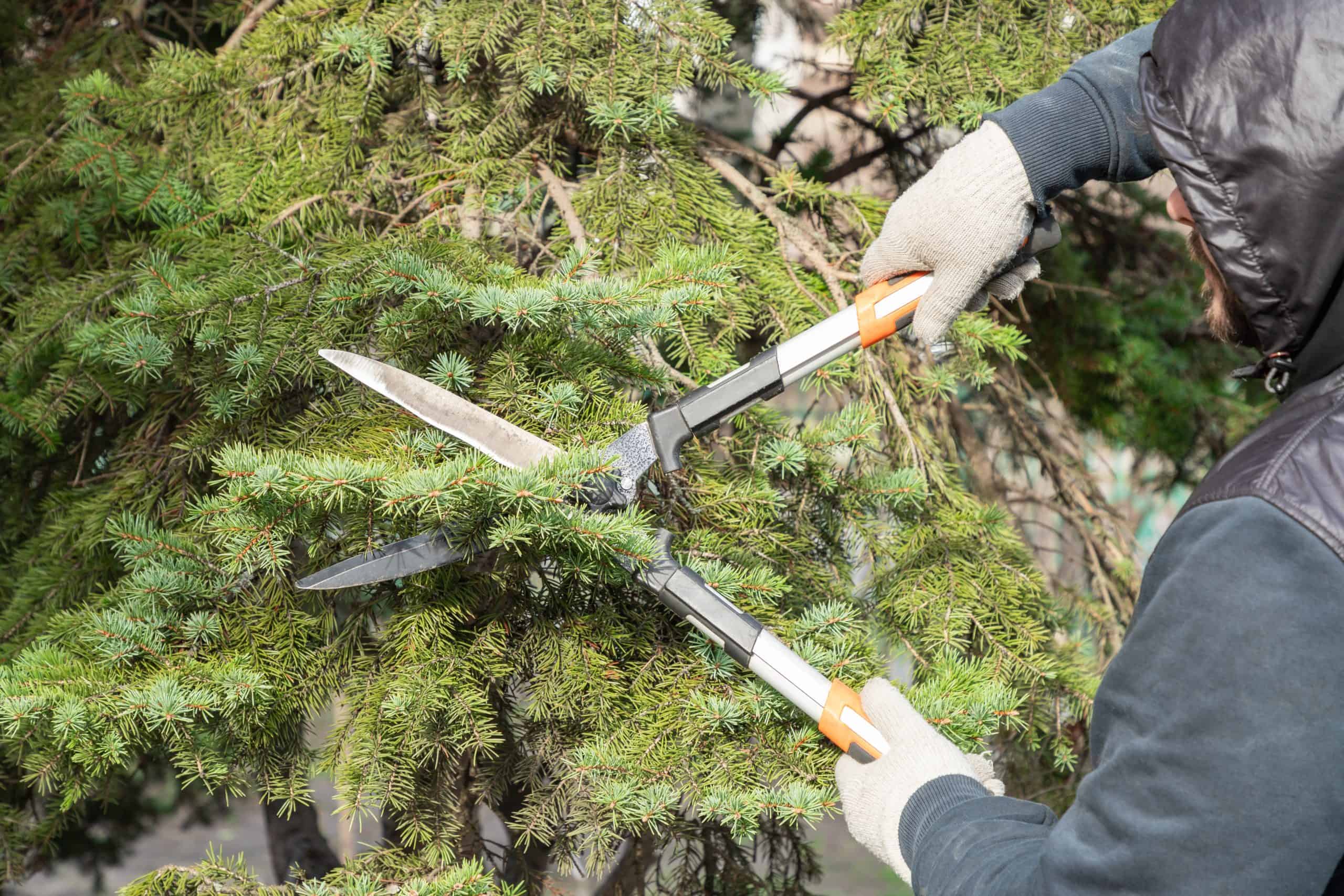 A person wearing gloves is expertly trimming evergreen branches with large gardening shears, surrounded by lush green foliage. Their tree trimming skills are as impressive as any top-rated tree service in Allentown, ensuring the landscape's beauty remains pristine.