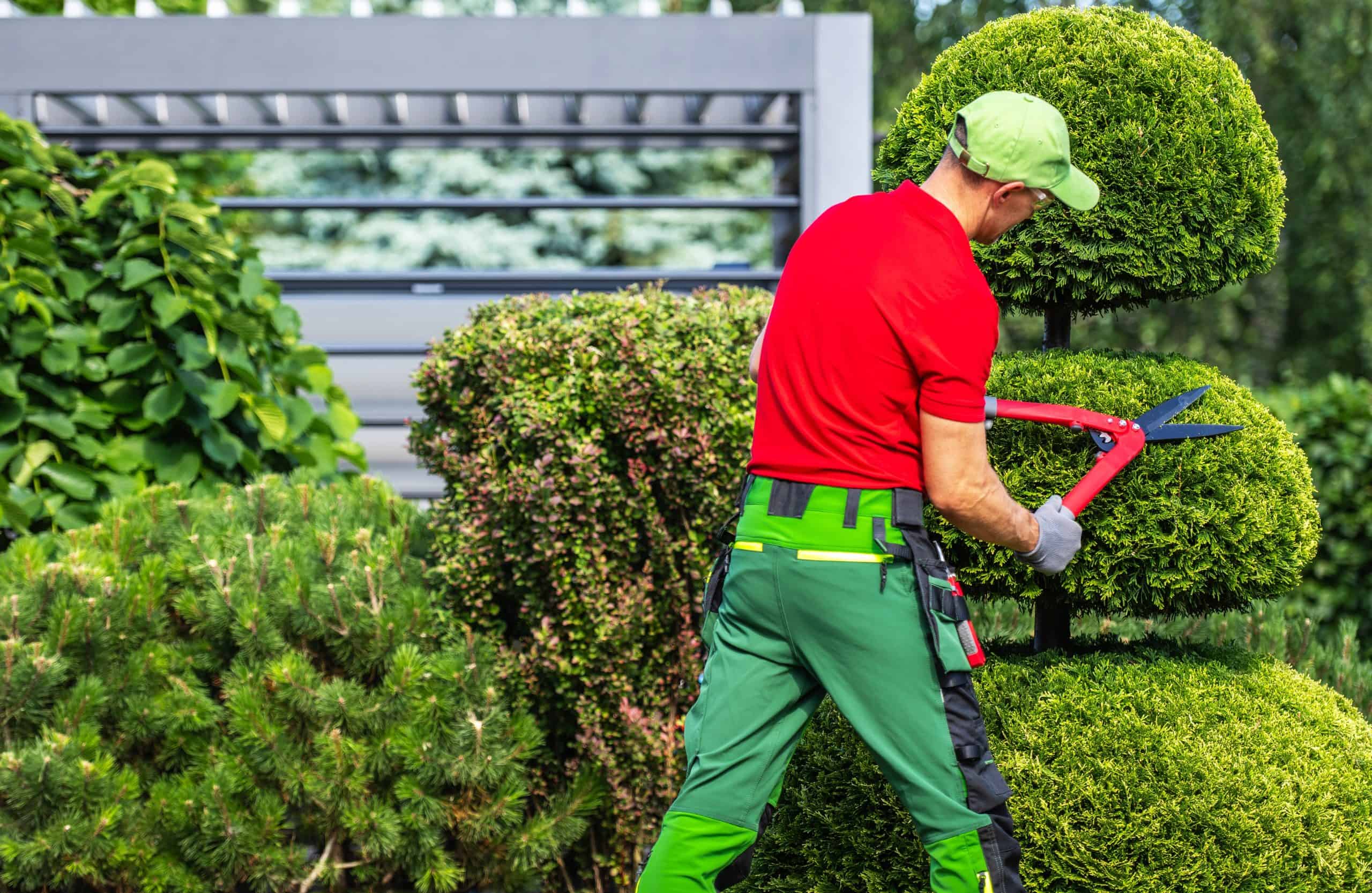 A gardener in a red shirt and green pants trims a neatly shaped tree with red shears, showcasing expert tree service. Lush greenery and various plants surround the area in this well-maintained garden, reflecting the quality you can expect from tree service Lehigh County.