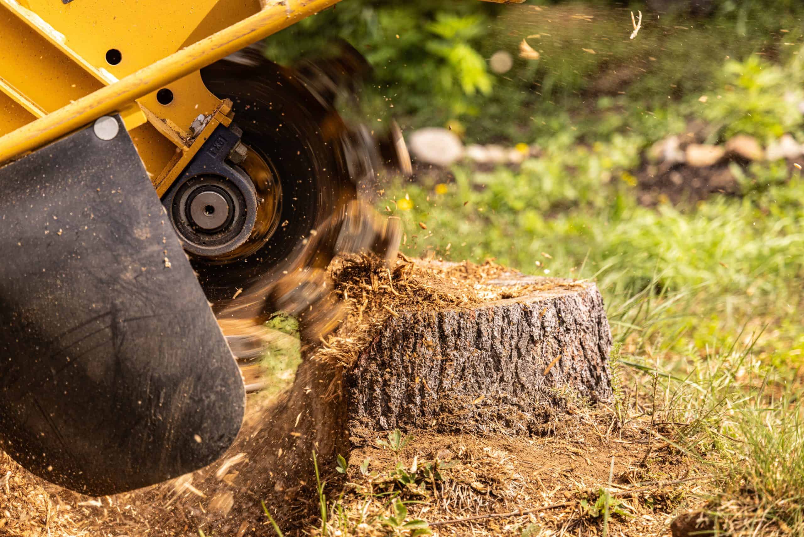 Close-up of a grinding machine working on a tree stump, producing wood chips and sawdust. Set outdoors in lush greenery, this tree removal scene in Lehigh County showcases local expertise surrounded by vibrant grass and natural beauty.
