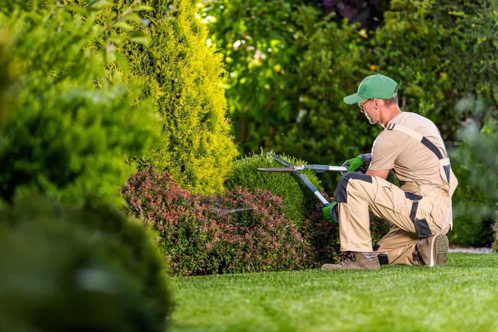 A gardener in beige overalls and a green cap is kneeling on the grass, trimming a bush with hedge shears in a well-maintained, lush garden.